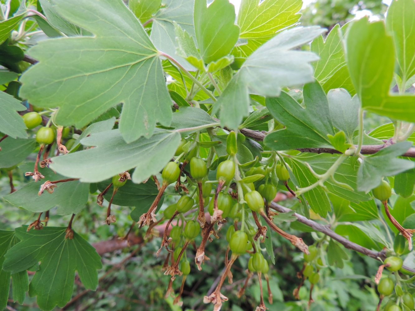 Изображение особи Ribes aureum.