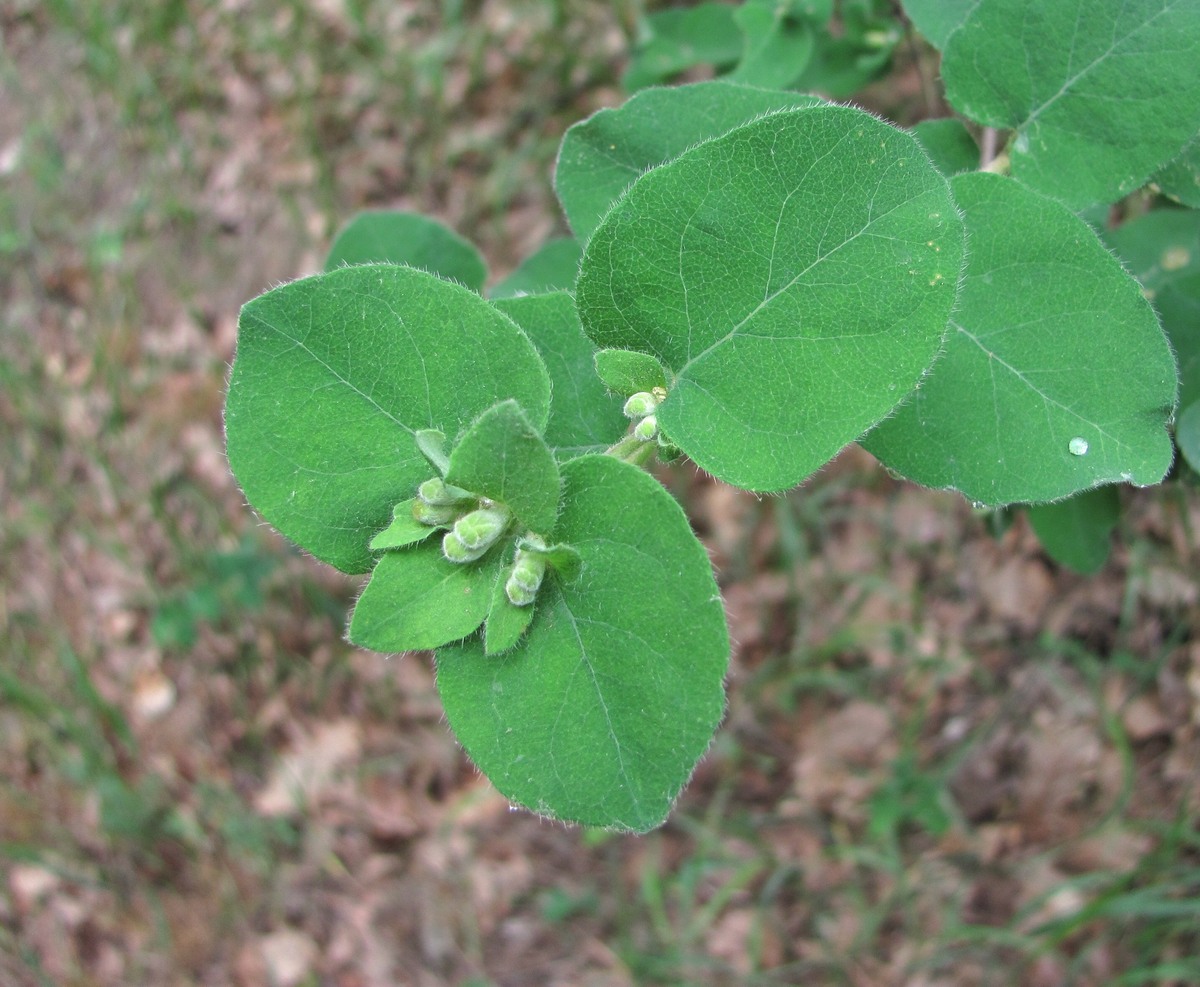 Image of Lonicera iberica specimen.