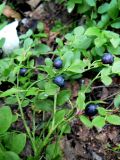 Vaccinium myrtillus