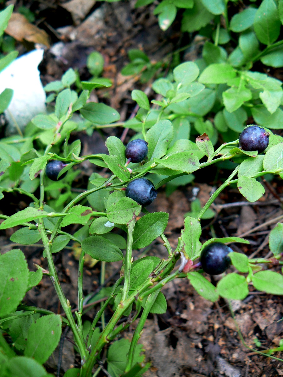 Image of Vaccinium myrtillus specimen.