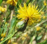 Centaurea behen. Соцветие. Узбекистан, г. Ташкент, Ботанический сад им. Ф.Н. Русанова. 01.07.2018.