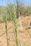 Agropyron fragile