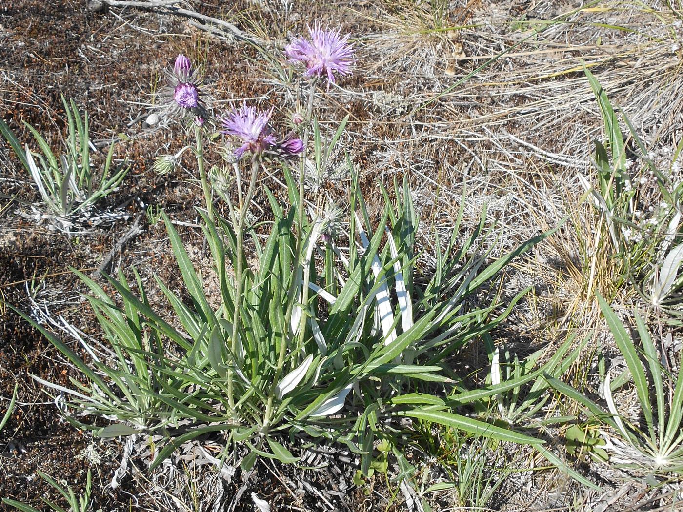 Image of Jurinea gorodkovii specimen.