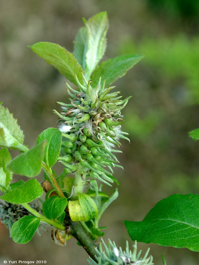 Image of Salix aegyptiaca specimen.