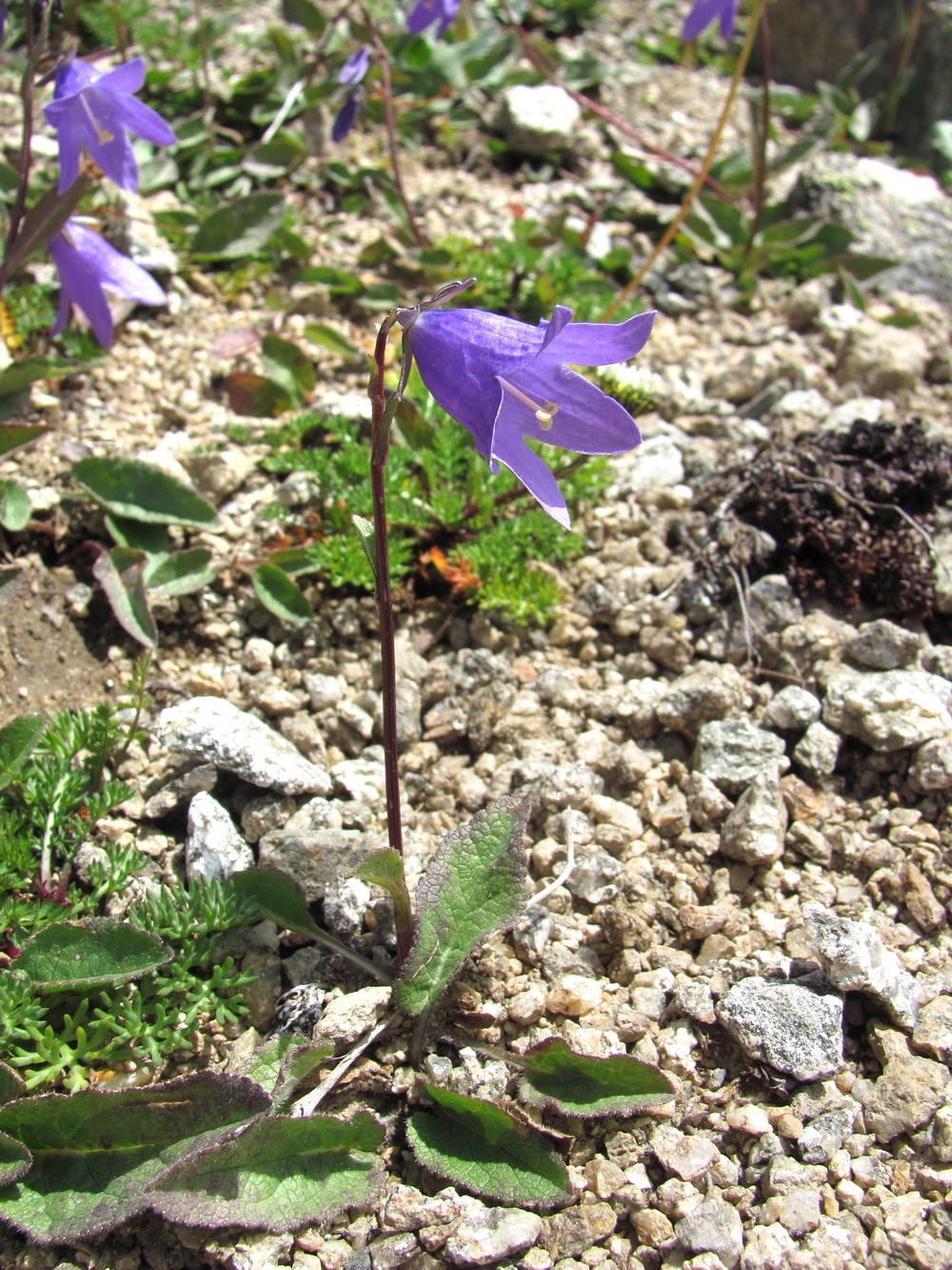 Image of Campanula collina specimen.