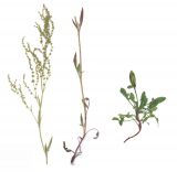 Rumex acetosella