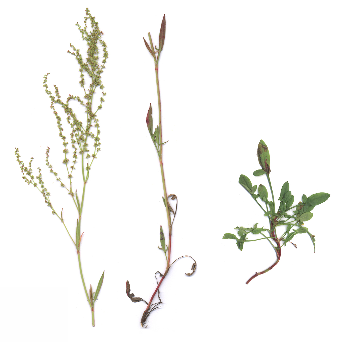 Image of Rumex acetosella specimen.