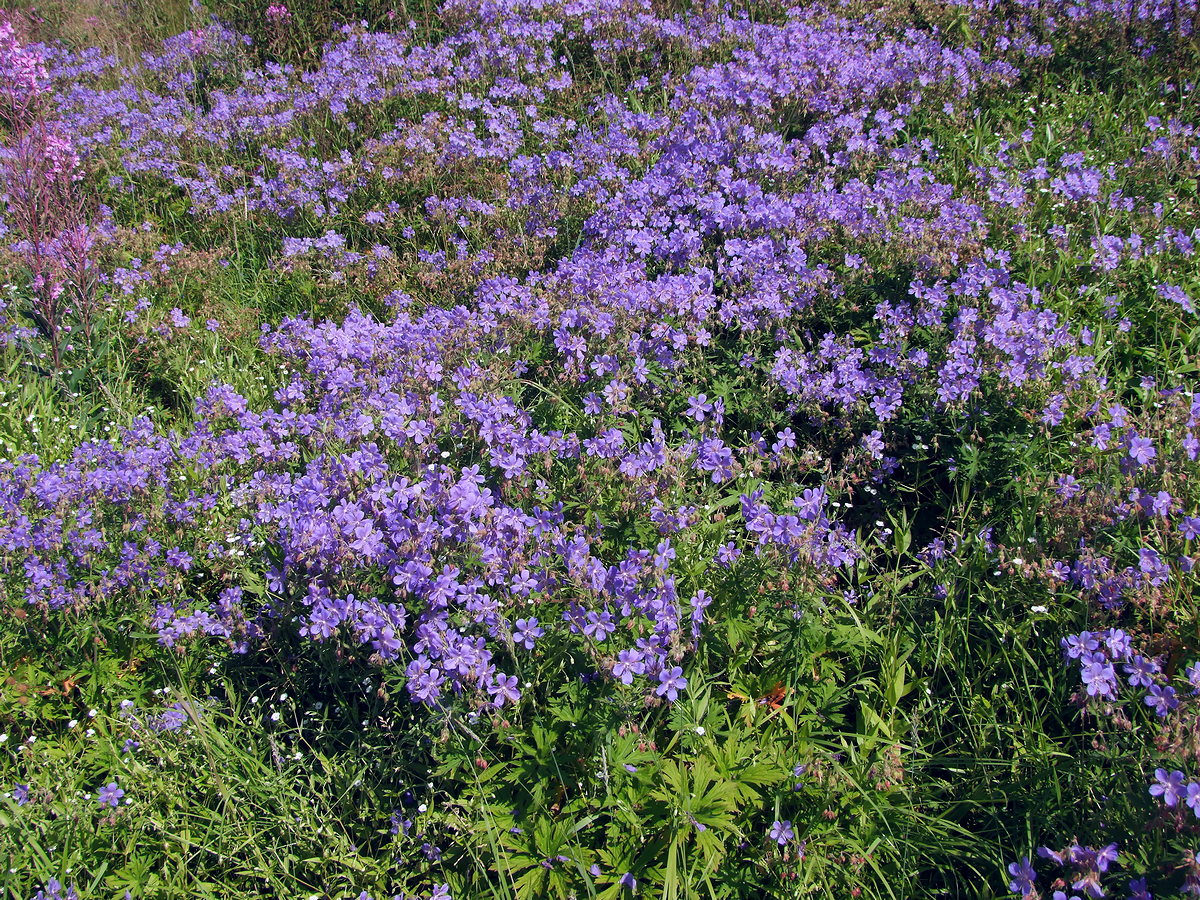 Изображение особи Geranium pratense.