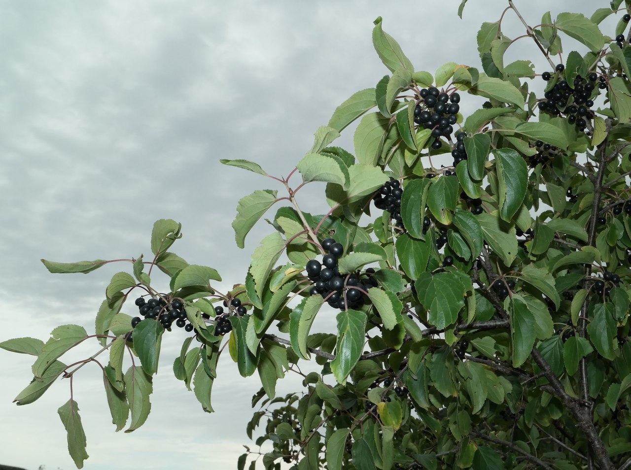 Image of Rhamnus cathartica specimen.