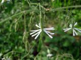 Silene nutans