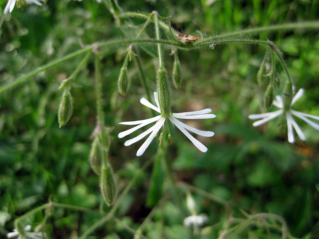 Изображение особи Silene nutans.