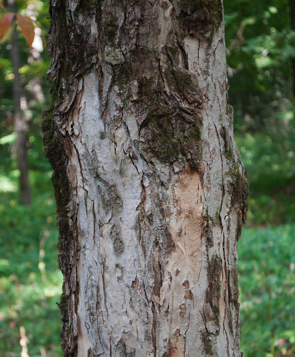 Изображение особи Aesculus glabra.