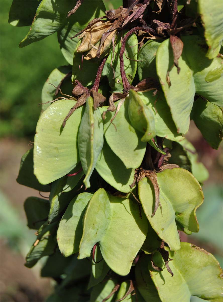 Image of Melianthus major specimen.