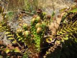 Dryopteris fragrans