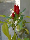 Capsicum annuum