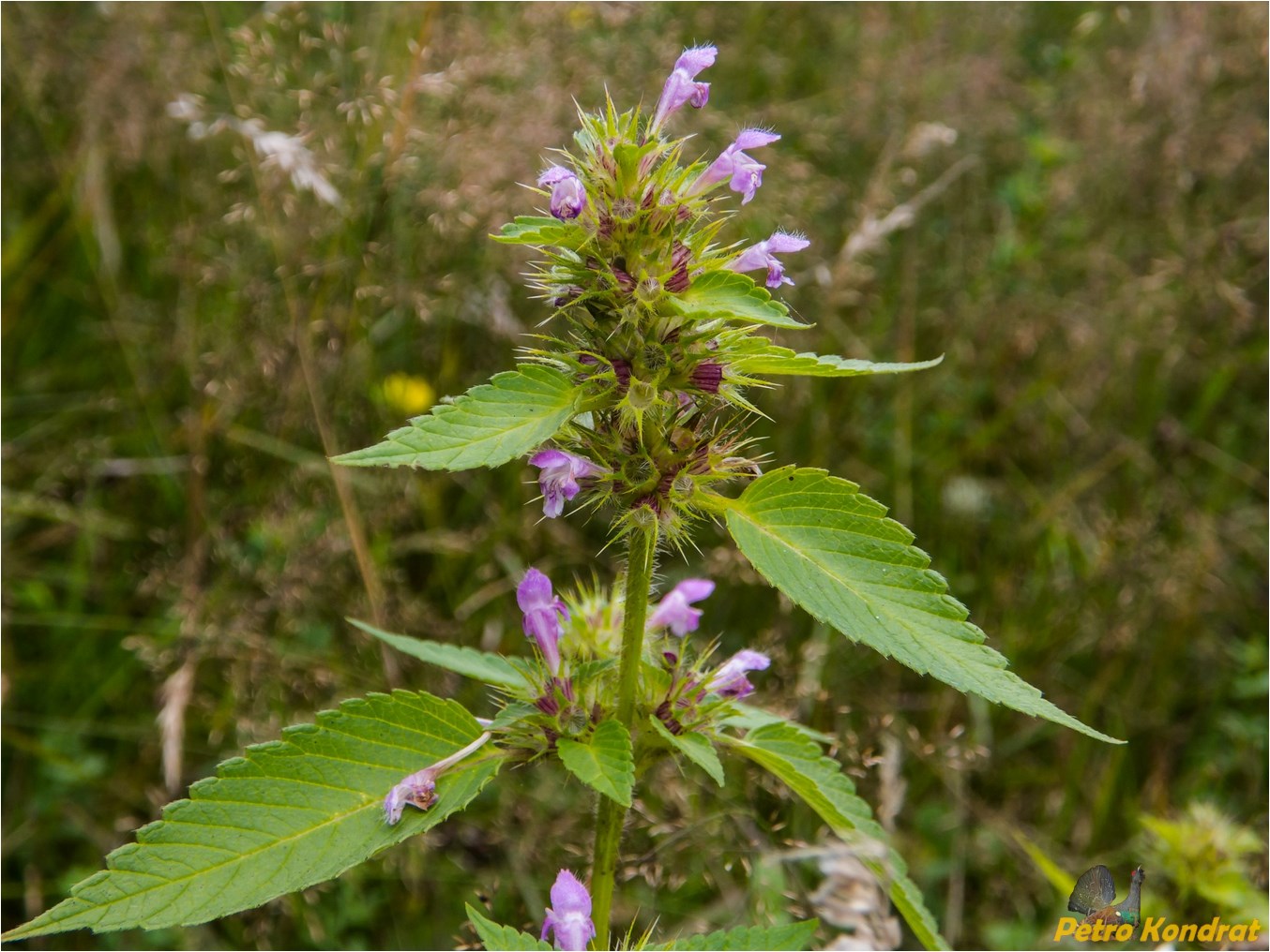 Изображение особи род Galeopsis.