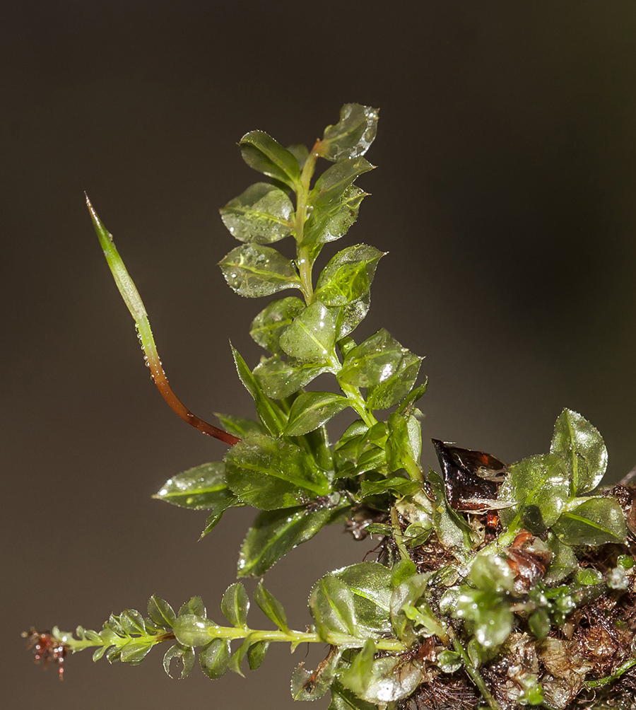 Изображение особи Plagiomnium cuspidatum.