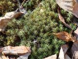 Polytrichum juniperinum. Вегетирующие растения. Иркутская обл., Слюдянский р-н, долина р. Слюдянка, редкий смешанный лес. 29.04.2018.