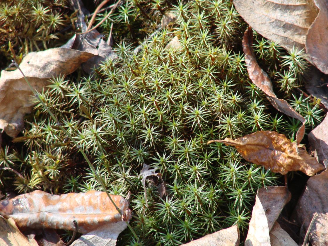 Изображение особи Polytrichum juniperinum.