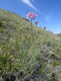 Allium eduardii. Цветущее растение на остепнённом каменистом склоне сопки. Республика Тыва, Эрзинский р-н, низовье р. Нарын. 23.07.2018.