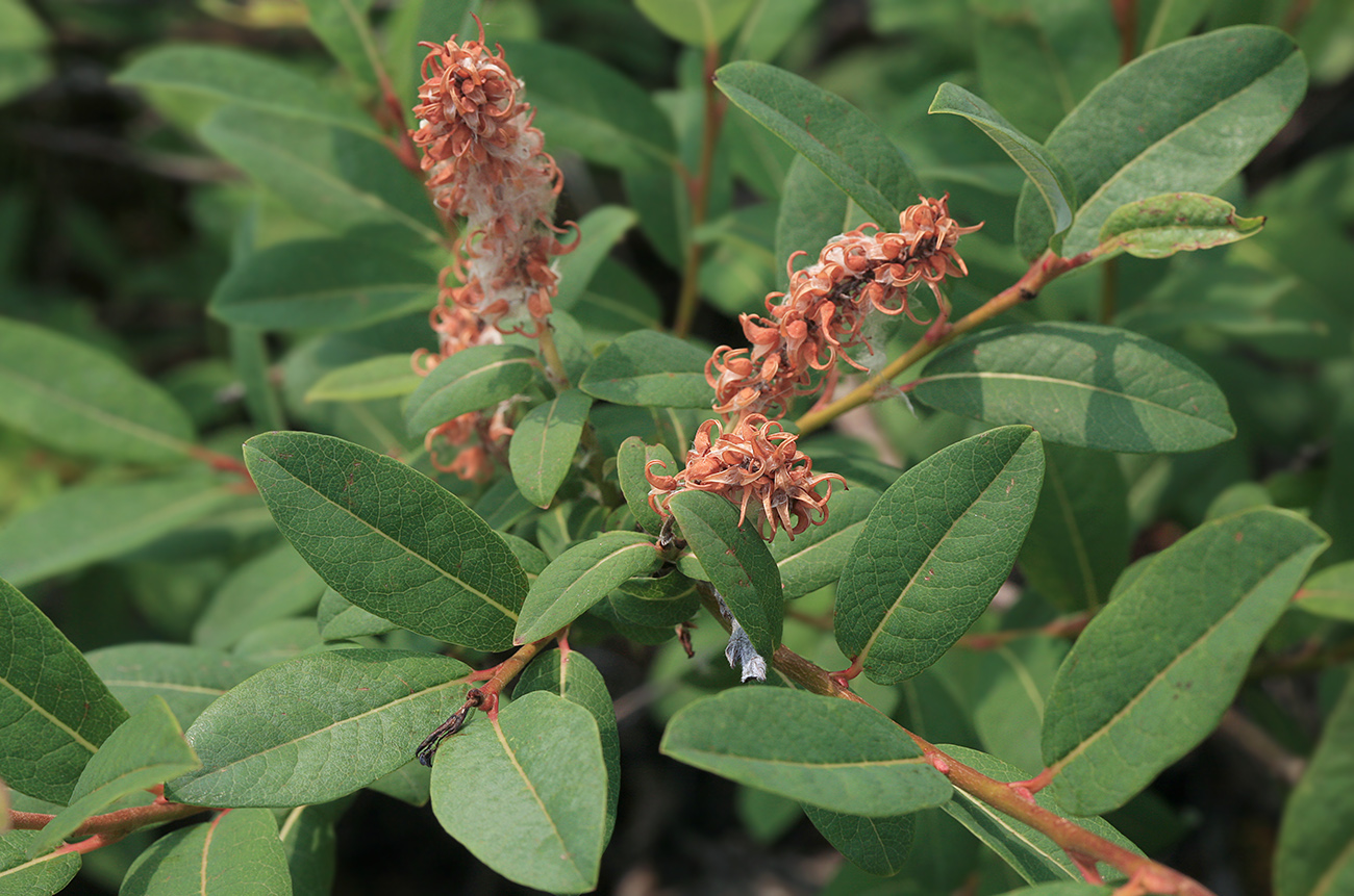 Image of Salix kochiana specimen.