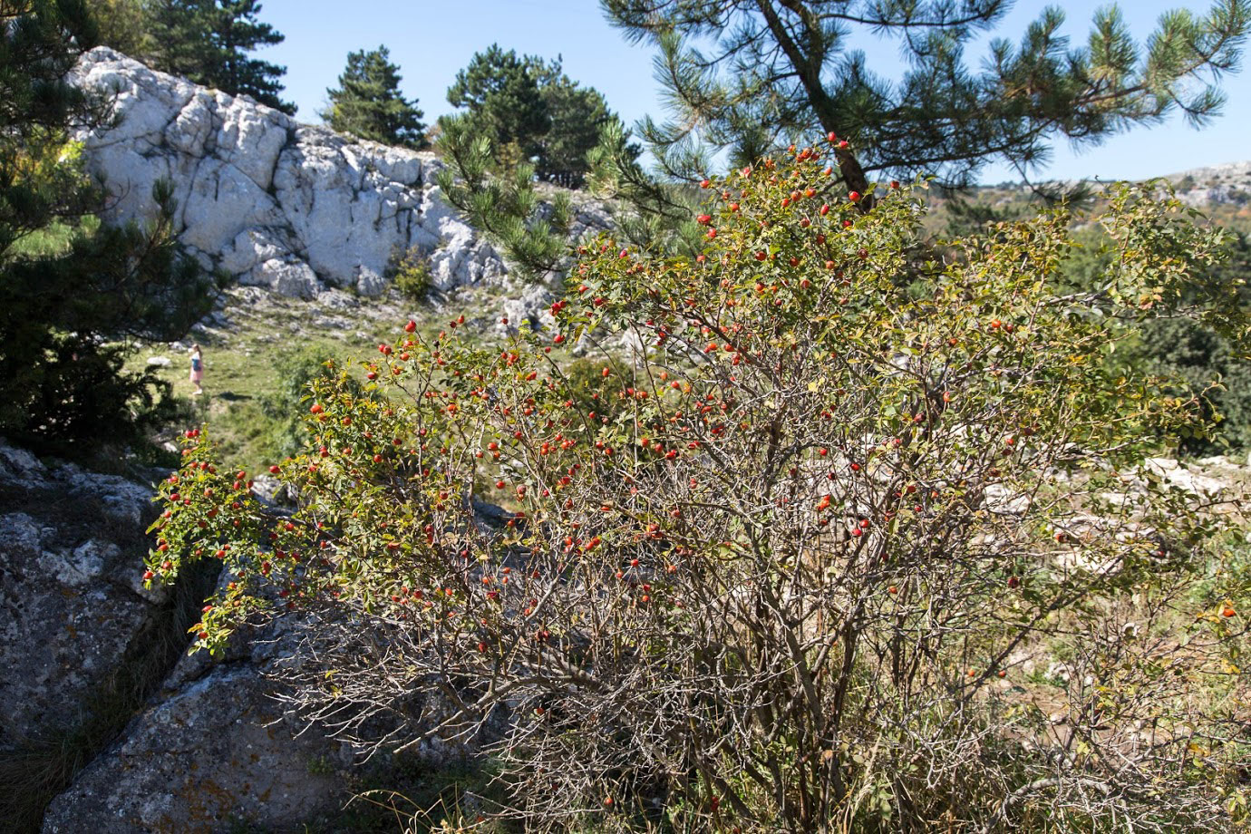 Image of genus Rosa specimen.