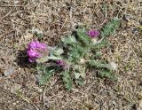 Oxytropis strobilacea. Цветущее растение. Иркутская обл., Иркутский р-н, окр. пос. Б. Голоустное, подножие каменистого склона. 31.05.2018.