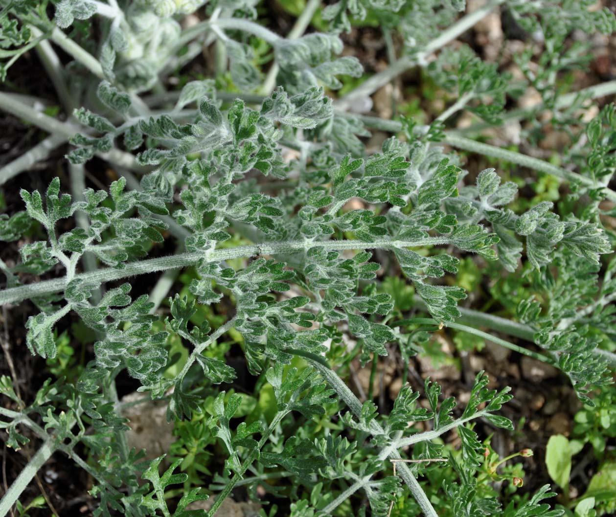 Изображение особи Zosima absinthifolia.