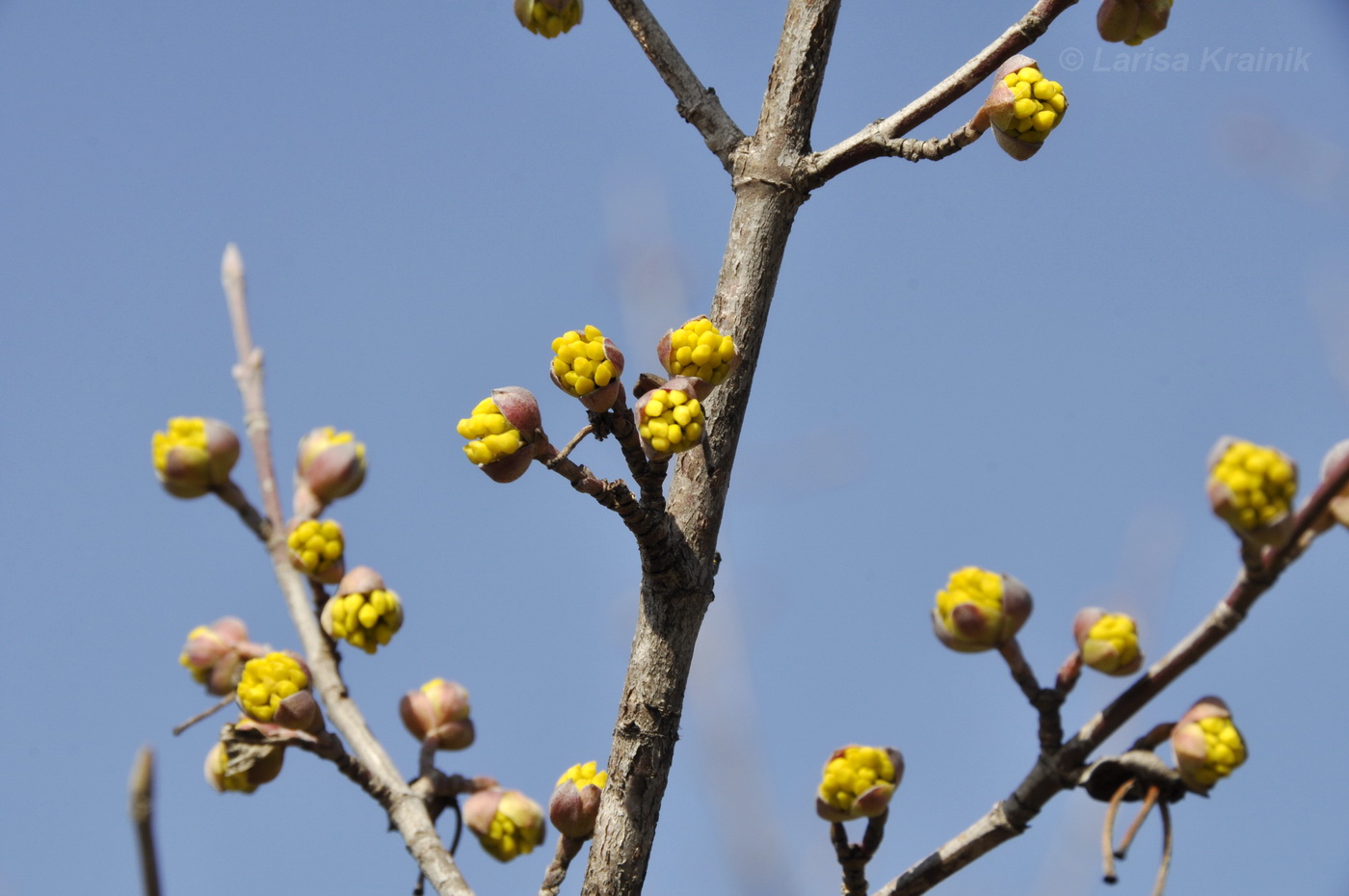 Изображение особи Cornus mas.