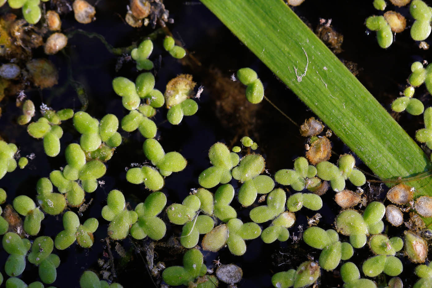 Image of genus Lemna specimen.