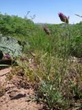 Astragalus stenanthus. Отцветающее растение в саванноидном сообществе. Казахстан, Южно-Казахстанская обл., Сырдарья-Туркестанский государственный региональный природный парк, Боралдайский филиал, бас. р. Аяк-Сунгу. 18.05.2018.