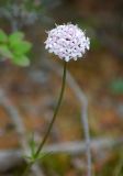 Image of taxon representative. Author is Виктор Солодухин