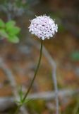 Valeriana capitata