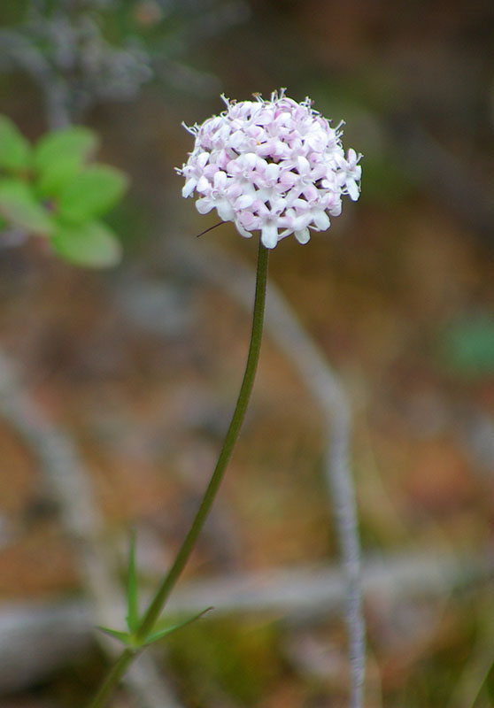 Image of Valeriana capitata specimen.