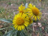 Inula britannica
