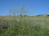 Sisymbrium altissimum. Цветущие растения. Крым, Керченский п-ов, Приазовье, Караларская степь. 03.05.2019.