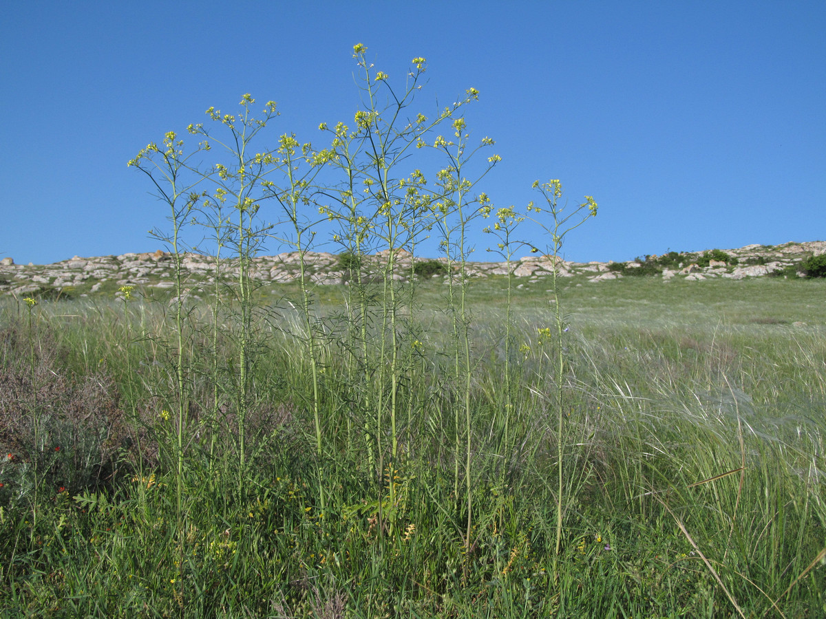 Image of Sisymbrium altissimum specimen.