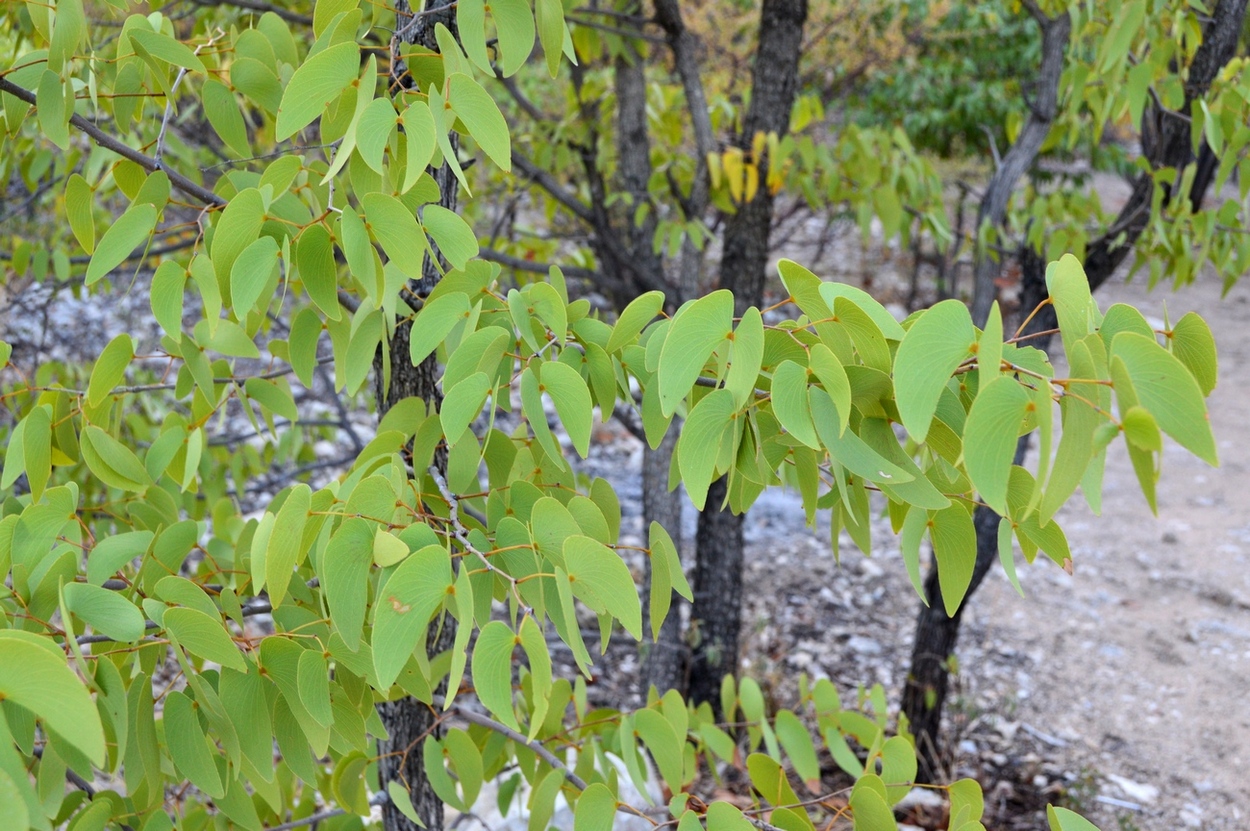 Изображение особи Colophospermum mopane.