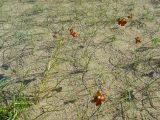 Carex physodes
