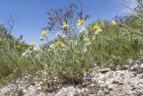 Helianthemum canum. Цветущие растения. Краснодарский край, м/о г. Новороссийск, гора Самбурова, травянистое сообщество задернованного скального обнажения в пушистодубово-грабинниково-скумпиевом редколесье. 28.04.2019.