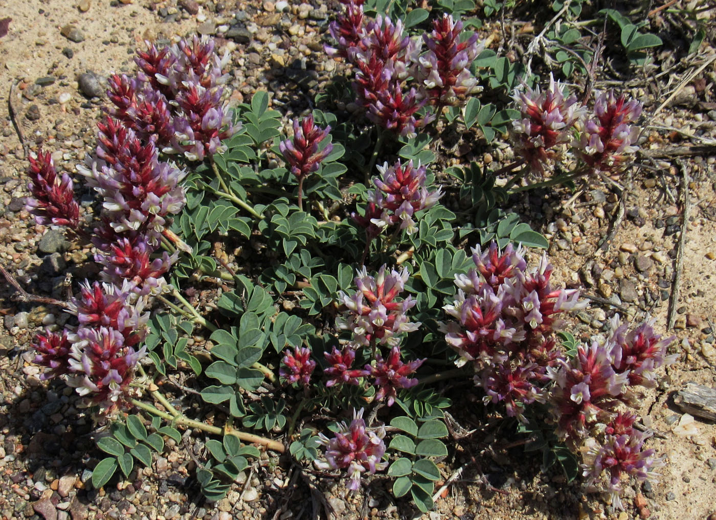 Изображение особи Glycyrrhiza aspera.