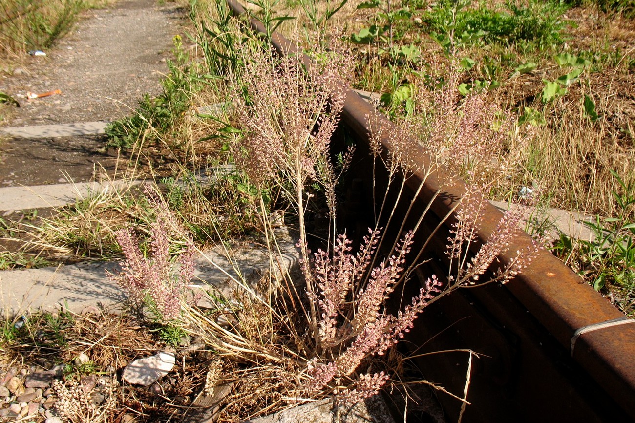 Изображение особи Lepidium campestre.