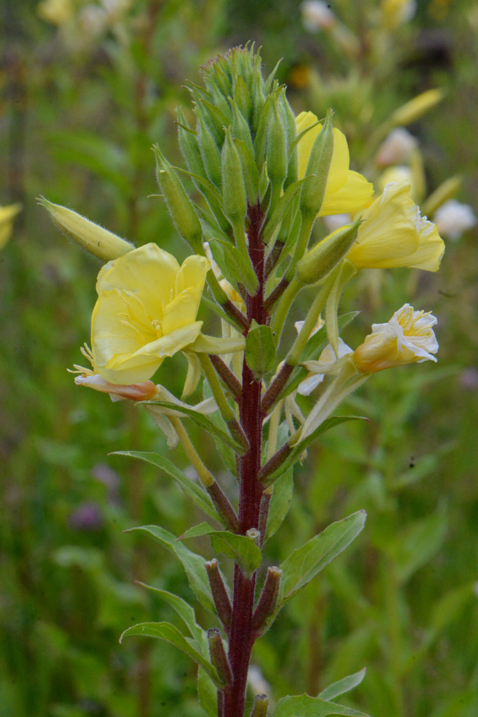 Image of Oenothera rubricaulis specimen.