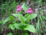 Cypripedium macranthos. Цветущие растения. Казахстан, Южный Алтай, подножье хр. Сарымсакты, берёзовый лес на правобережье р. Буркит у выхода из ущелья в окр. с. Топкайын. 23 июня 2019 г.