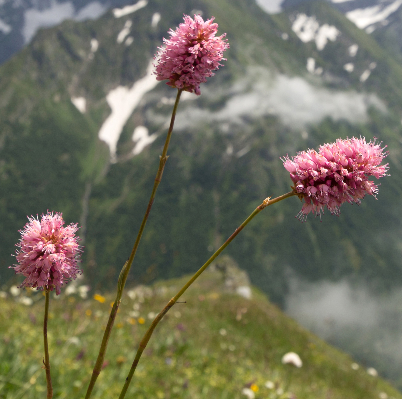 Изображение особи Bistorta carnea.