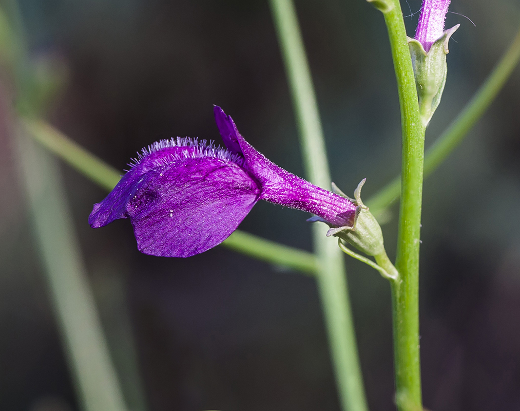 Изображение особи Dodartia orientalis.