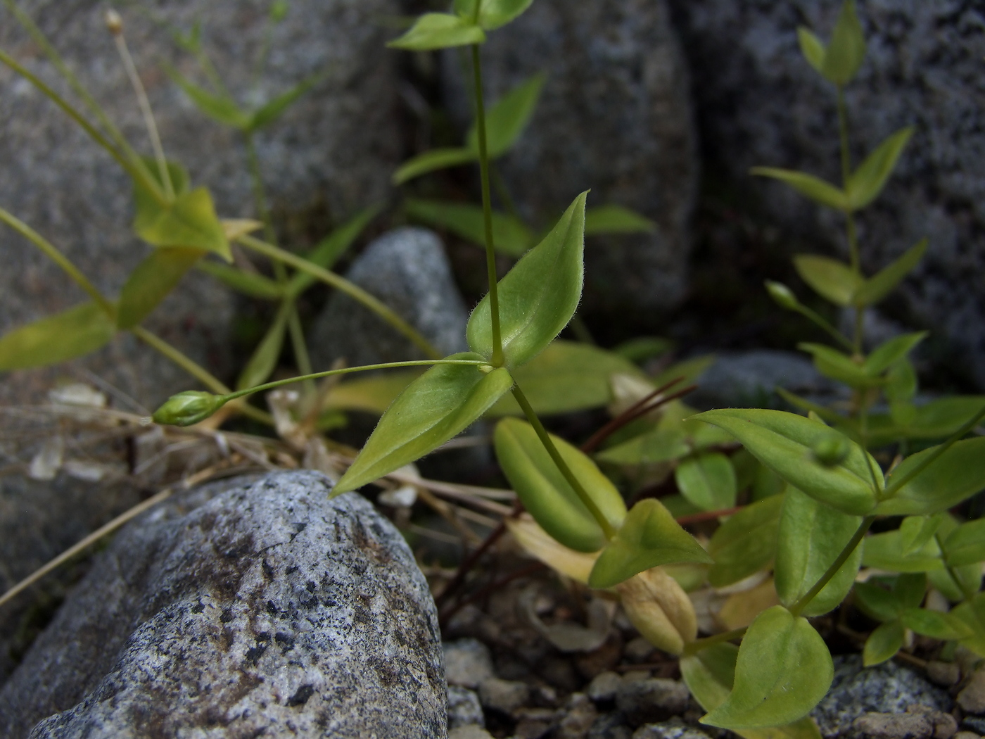 Изображение особи Stellaria fenzlii.