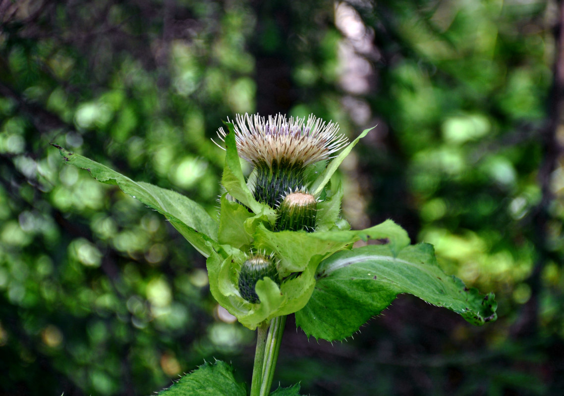 Изображение особи Cirsium oleraceum.