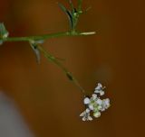 Lepidium graminifolium. Часть веточки с соцветием. Крым, г. Севастополь, пустырь. 16.10.2015.