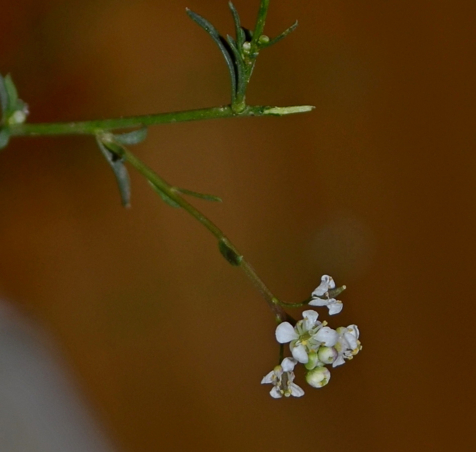 Изображение особи Lepidium graminifolium.